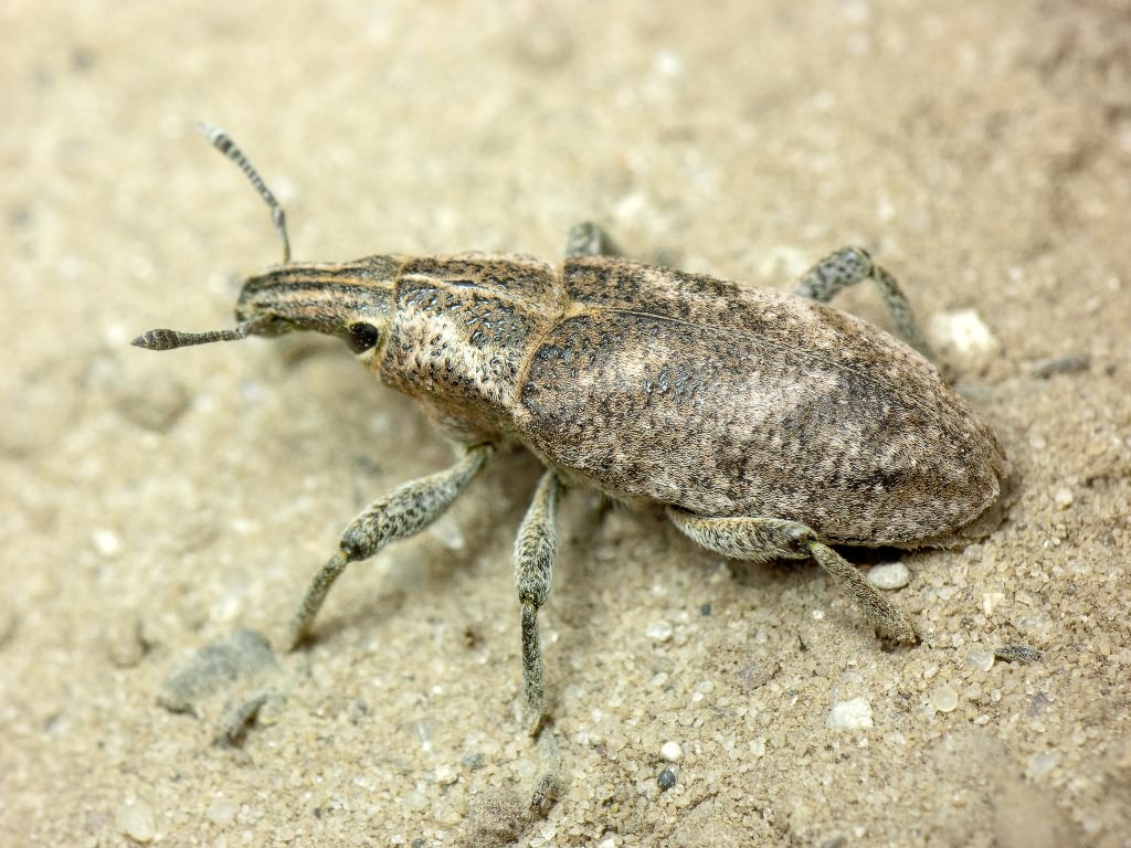 Cleonis pigra (Scopoli, 1763)